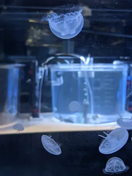 すみだ水族館に投稿された画像（2021/10/12）