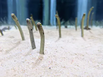 すみだ水族館に投稿された画像（2021/10/12）