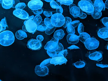 すみだ水族館に投稿された画像（2021/10/12）