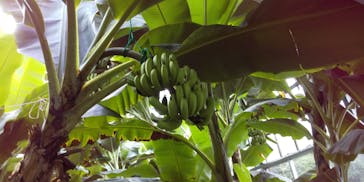 熱川バナナワニ園に投稿された画像（2021/10/12）