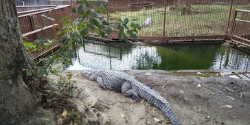 熱川バナナワニ園に投稿された画像（2021/10/12）