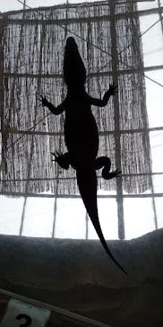 熱川バナナワニ園に投稿された画像（2021/10/12）