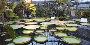 熱川バナナワニ園に投稿された画像（2021/10/12）