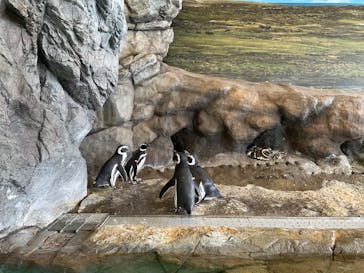 しながわ水族館に投稿された画像（2021/10/12）