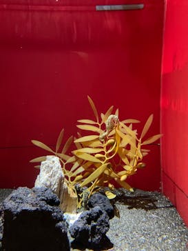 しながわ水族館に投稿された画像（2021/10/12）