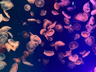 名古屋港水族館に投稿された画像（2021/10/12）