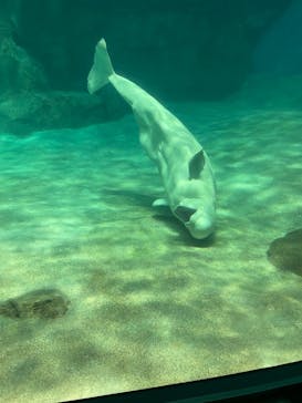 名古屋港水族館に投稿された画像（2021/10/12）