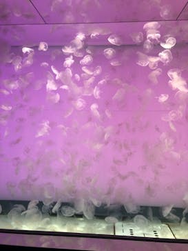 アクアワールド茨城県大洗水族館に投稿された画像（2021/10/13）