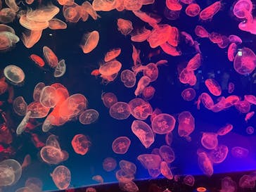 名古屋港水族館に投稿された画像（2021/10/13）