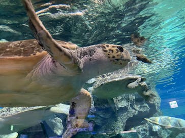 名古屋港水族館に投稿された画像（2021/10/13）