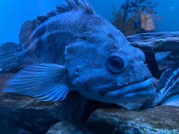 名古屋港水族館に投稿された画像（2021/10/13）