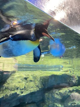 マクセル アクアパーク品川に投稿された画像（2021/10/13）