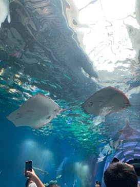 マクセル アクアパーク品川に投稿された画像（2021/10/13）