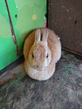 那須サファリパークに投稿された画像（2021/10/13）