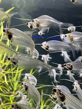 カワスイ 川崎⽔族館に投稿された画像（2021/10/13）