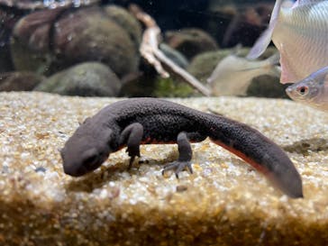 カワスイ 川崎⽔族館に投稿された画像（2021/10/13）