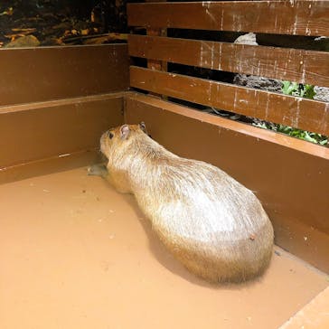 Moff animal world MARK IS みなとみらい店に投稿された画像（2021/10/13）