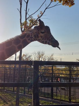 旭川市旭山動物園に投稿された画像（2021/10/13）