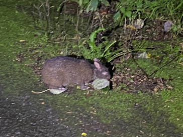 奄美ナイトツアーサービスに投稿された画像（2021/10/13）