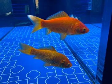 すみだ水族館に投稿された画像（2021/10/14）