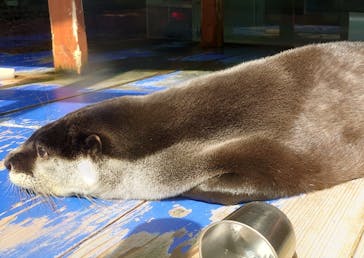 ゼロ距離水族館 伊勢シーパラダイスに投稿された画像（2021/10/14）