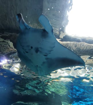 マクセル アクアパーク品川に投稿された画像（2021/10/14）