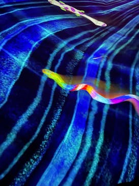 森ビル デジタルアート ミュージアム：エプソン チームラボボーダレスに投稿された画像（2021/10/15）