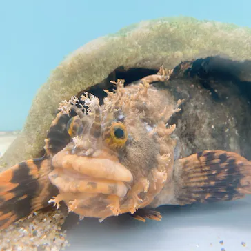 仙台うみの杜水族館に投稿された画像（2021/10/15）