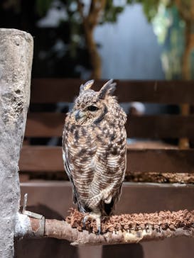 Moff animal world MARK IS みなとみらい店に投稿された画像（2021/10/15）