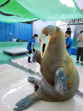 ゼロ距離水族館 伊勢シーパラダイスに投稿された画像（2021/10/15）
