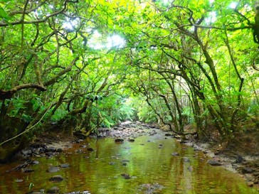 西表島 ADVENTURE PiPi（アドベンチャーピピ）に投稿された画像（2021/10/15）