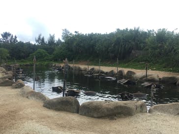 西表島 ADVENTURE PiPi（アドベンチャーピピ）に投稿された画像（2021/10/15）