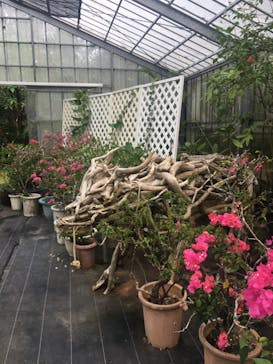 西表島 ADVENTURE PiPi（アドベンチャーピピ）に投稿された画像（2021/10/15）