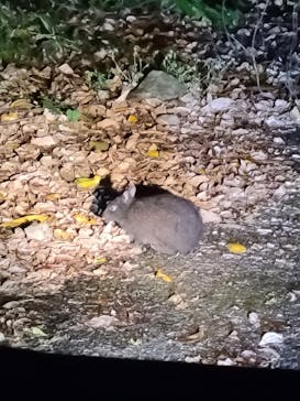 ミッドナイトツアー 奄美に投稿された画像（2021/10/15）