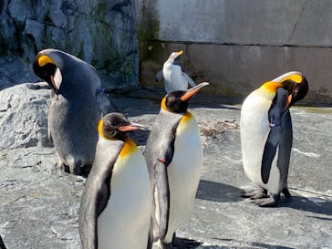 旭川市旭山動物園に投稿された画像（2021/10/16）