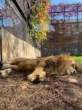 旭川市旭山動物園に投稿された画像（2021/10/16）