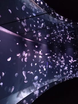 サンシャイン水族館に投稿された画像（2021/10/16）