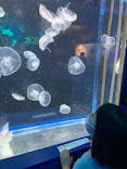 しながわ水族館に投稿された画像（2021/10/16）