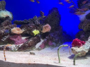 新江ノ島水族館に投稿された画像（2021/10/16）