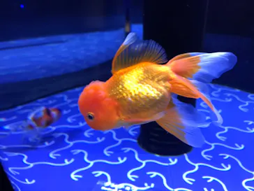 すみだ水族館に投稿された画像（2021/10/16）