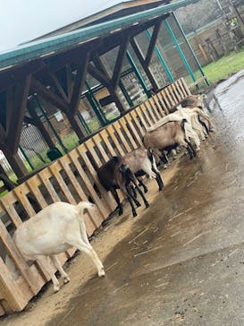 まかいの牧場に投稿された画像（2021/10/16）