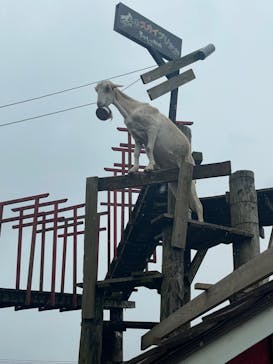 まかいの牧場に投稿された画像（2021/10/16）