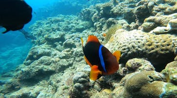 DIVING-SHOP SUNSに投稿された画像（2021/10/16）