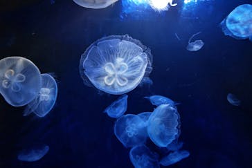 サンシャイン水族館に投稿された画像（2021/10/16）
