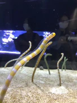 すみだ水族館に投稿された画像（2021/10/16）