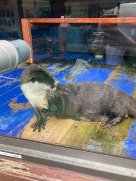 ゼロ距離水族館 伊勢シーパラダイスに投稿された画像（2021/10/16）