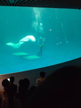 島根県立 しまね海洋館に投稿された画像（2021/10/16）