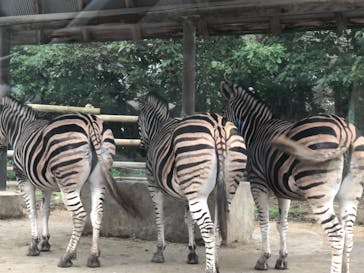 群馬サファリパークに投稿された画像（2021/10/16）