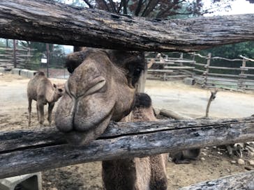 群馬サファリパークに投稿された画像（2021/10/16）