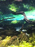 カワスイ 川崎⽔族館に投稿された画像（2021/10/16）